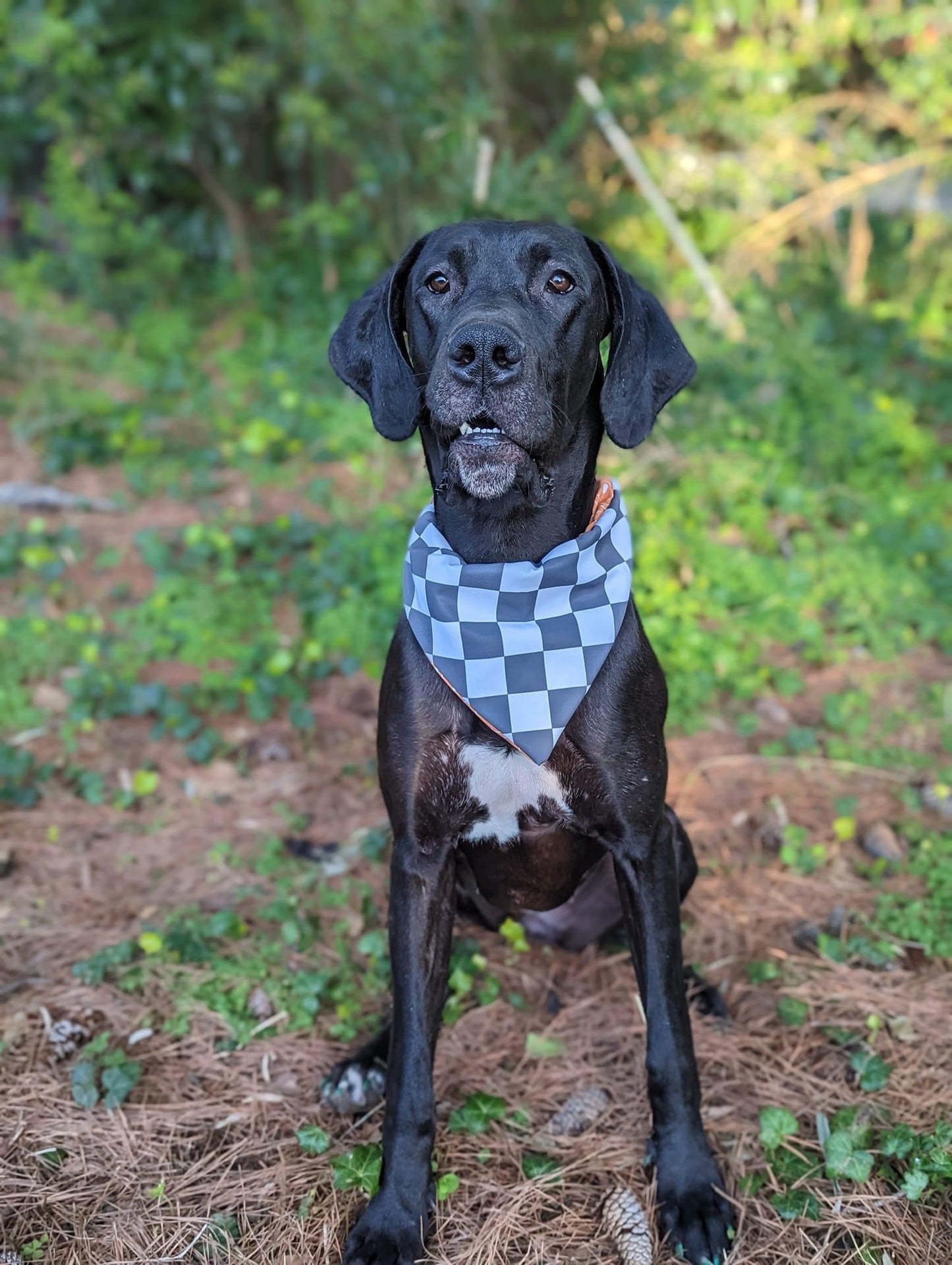 Mystery Dog Bandana