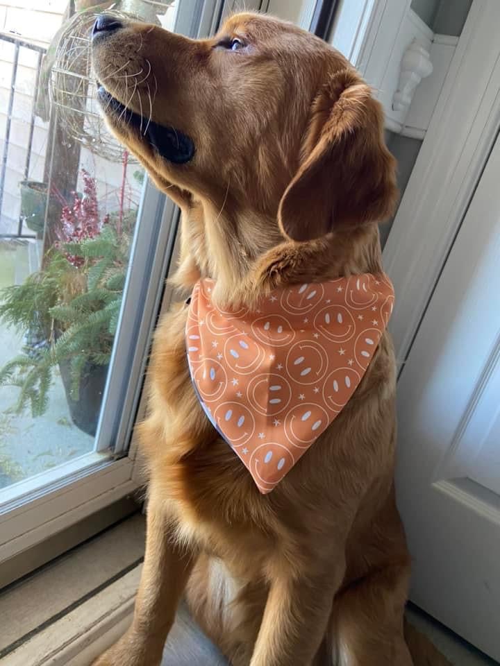 Mystery Dog Bandana