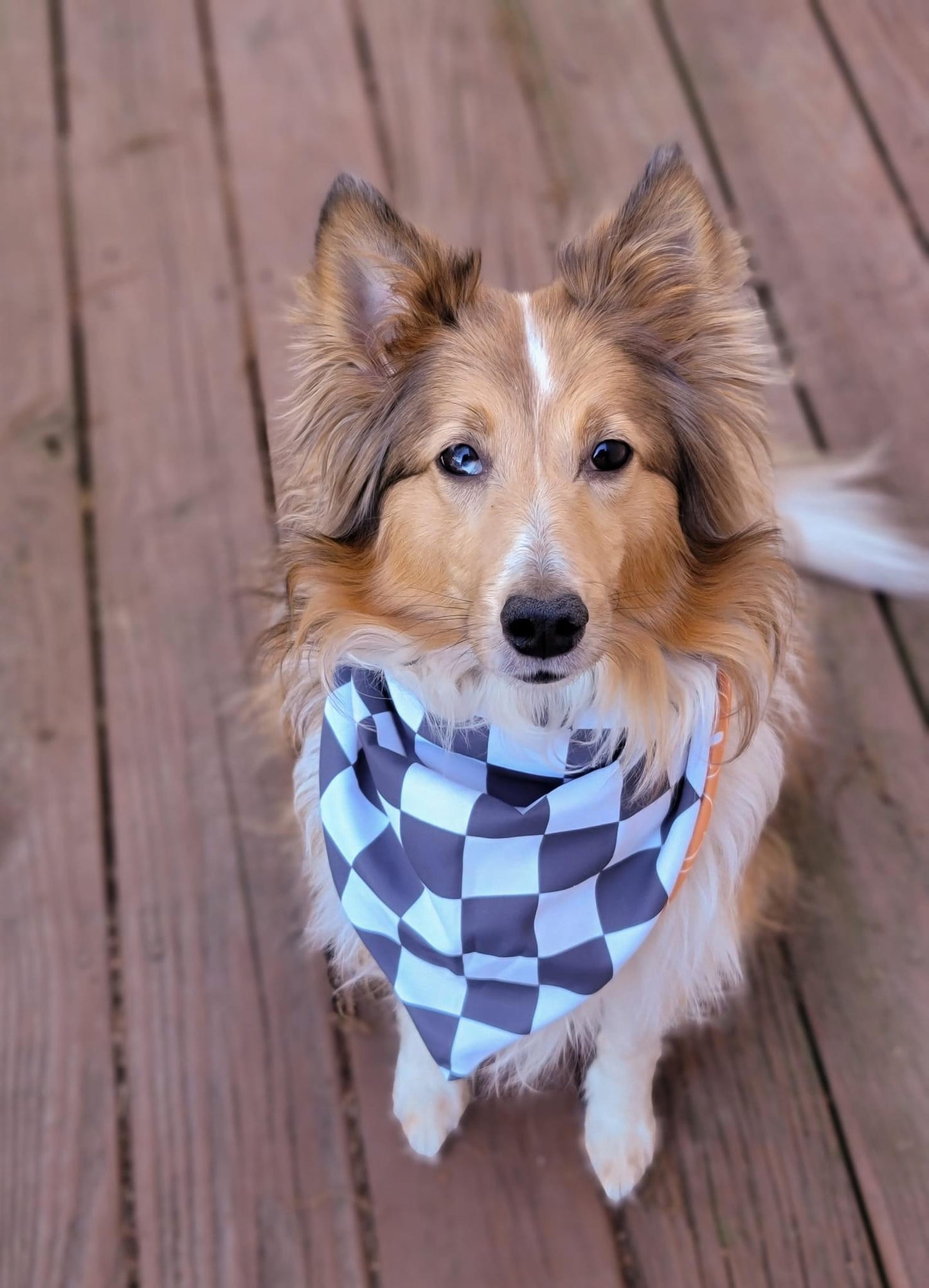 Mystery Dog Bandana