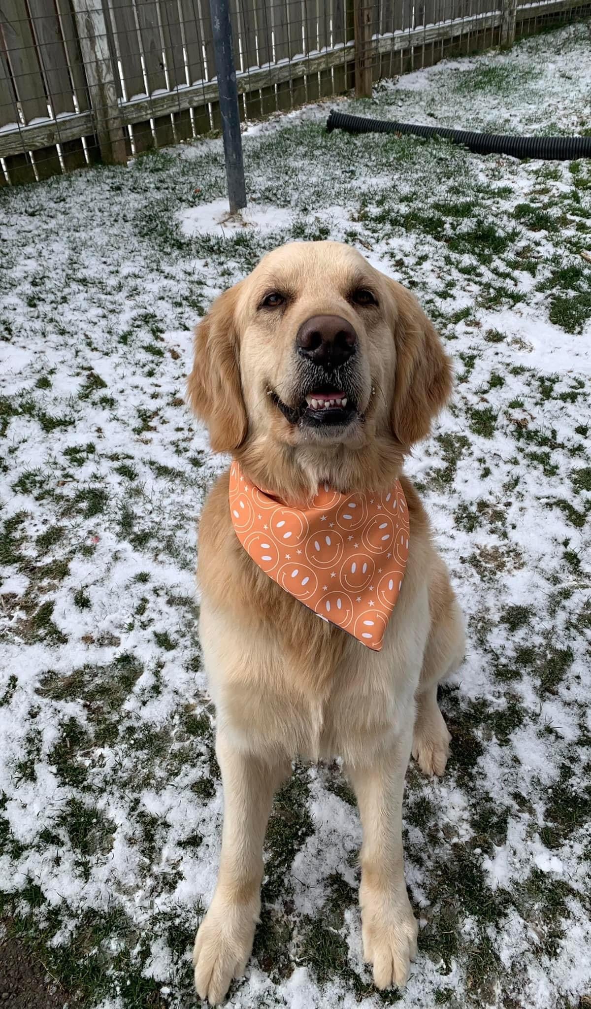 Mystery Dog Bandana