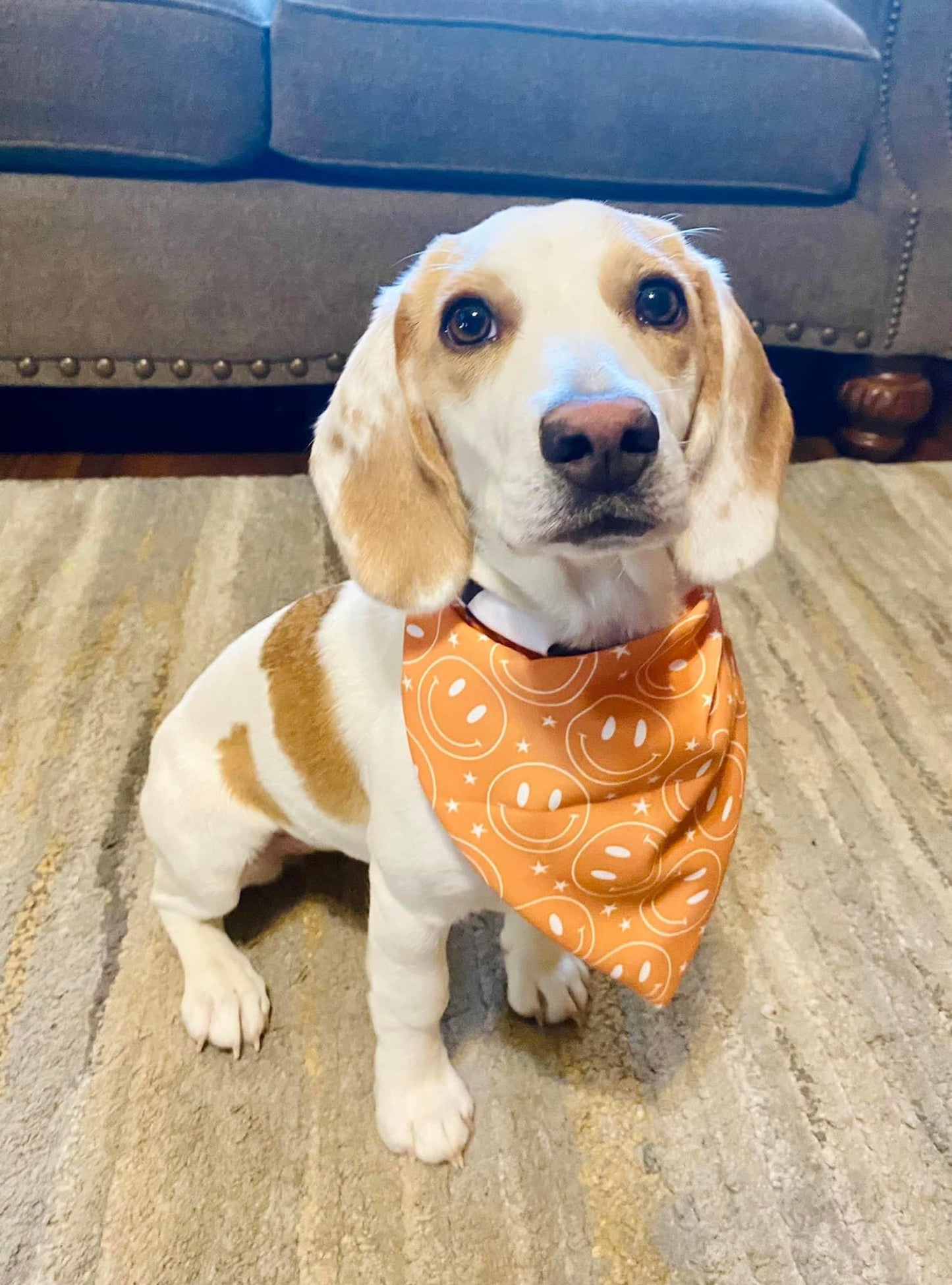 Mystery Dog Bandana