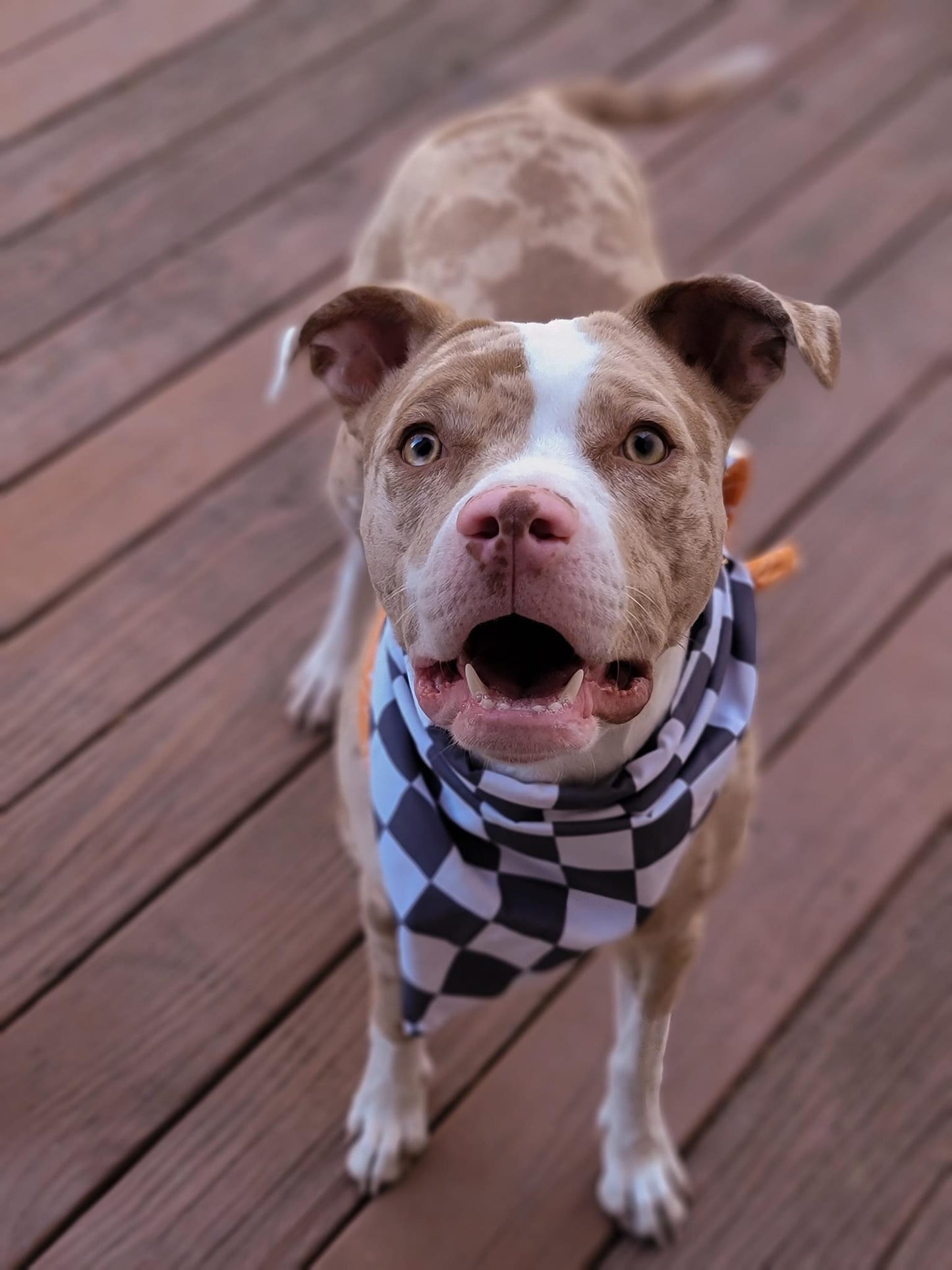 Mystery Dog Bandana